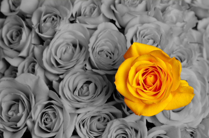 Rose jaune vif au centre entourée de roses en noir et blanc floues en arrière-plan.